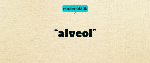 “alveol”