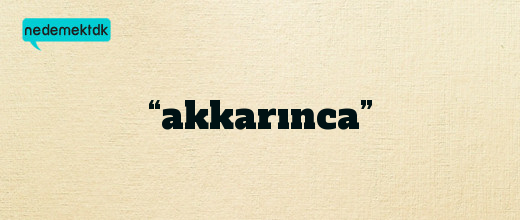 “akkarınca”