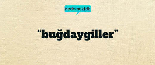 “buğdaygiller”