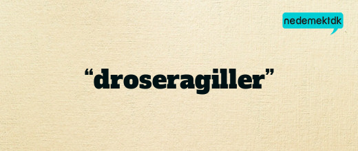 “droseragiller”