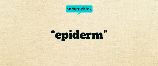 “epiderm”