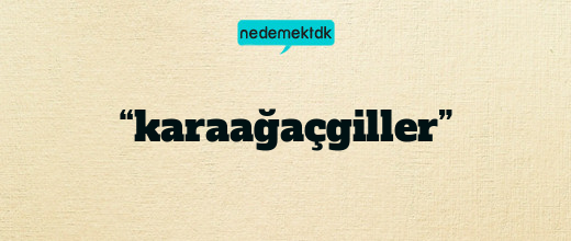 “karaağaçgiller”