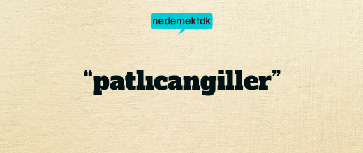 “patlıcangiller”